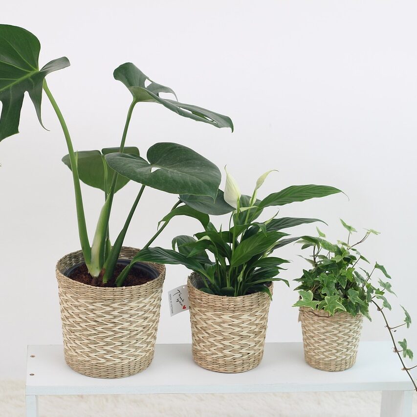 Three plants in woven textured beige pots descending in size from right to left. A monstera, calathea, and english ivy.